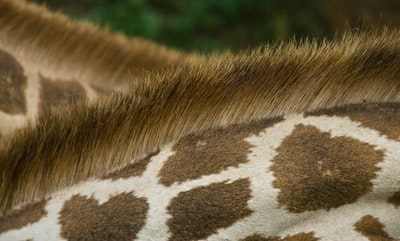 长颈鹿的背上的特写照片
